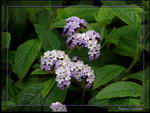 heliotropes